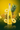 F28 Pineapple Green 16:9 Banner
